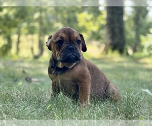 English Bulldog-French Bulldog Mix Puppy for sale in NEWTON, NJ, USA