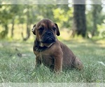Image preview for Ad Listing. Nickname: Jazzy