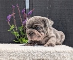 Small #6 French Bulldog