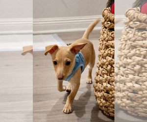 Chihuahua Dogs for adoption in Menifee, CA, USA