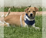 Small #1 Basenji-Jack Russell Terrier Mix