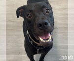 Small #6 American Pit Bull Terrier-Labrador Retriever Mix