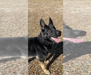 German Shepherd Dog Puppy for sale in CLERMONT, FL, USA