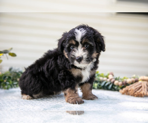 Medium Aussiedoodle Miniature 