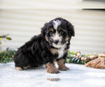 Puppy Rover Aussiedoodle Miniature