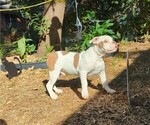 Small #1 Olde English Bulldogge