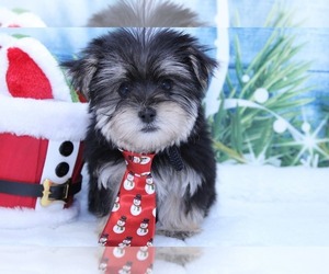 Yorkshire Terrier Puppy for sale in MARIETTA, GA, USA