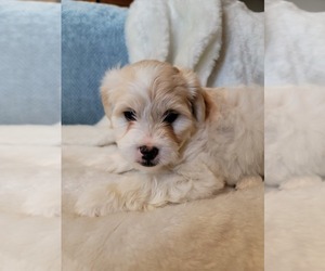 Lhasa Apso Puppy for Sale in PHOENIX, Arizona USA