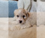 Small Lhasa Apso