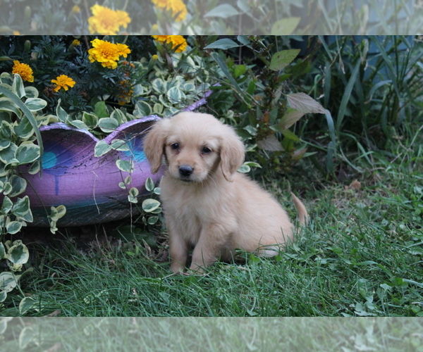 View Ad Golden Retriever Litter of Puppies for Sale near Iowa, JOICE