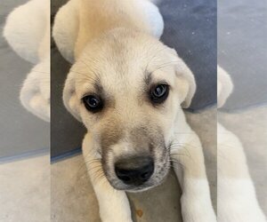 Anatolian Shepherd-Great Pyrenees Mix Dogs for adoption in PEYTON, CO, USA