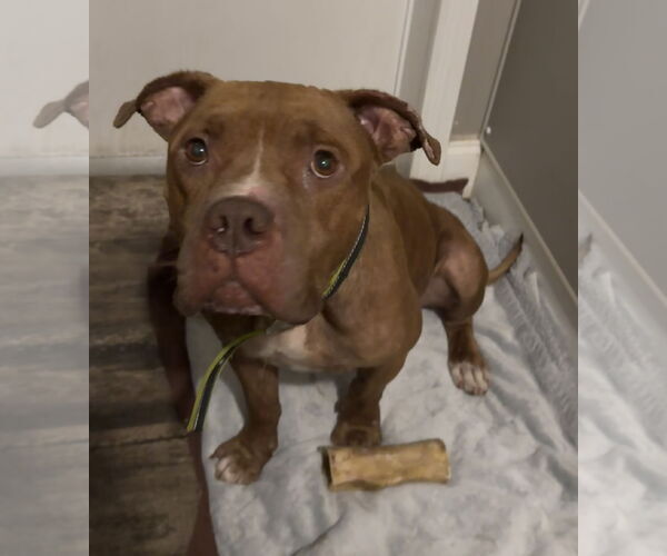 Medium Photo #8 Bulldog-Unknown Mix Puppy For Sale in Tarrytown, GA, USA