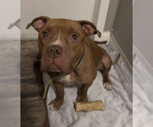 Davey - Male Bulldog-Unknown Mix Dog for Adoption - Photo #8