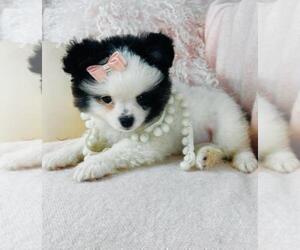 Pomeranian Puppy for sale in WEST PALM BEACH, FL, USA