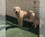 Small #4 Labradoodle