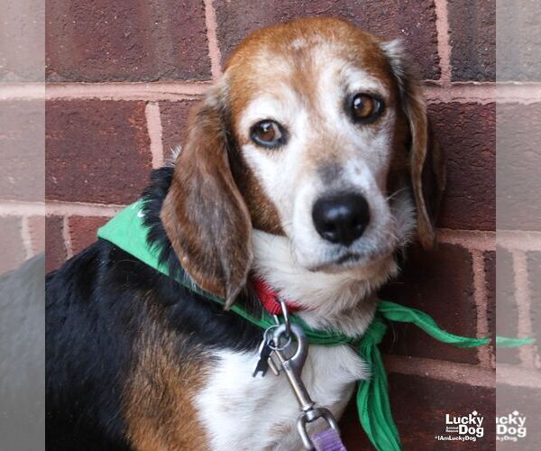 Medium Photo #1 Beagle Puppy For Sale in Washington, DC, USA