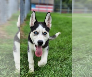 Siberian Husky Puppy for sale in HTFD, CT, USA