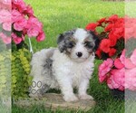 Small #3 Cavapoo