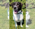 Small #21 Labrador Retriever Mix