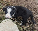 Small #3 Border Collie