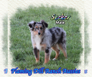 Miniature Australian Shepherd Puppy for sale in FORESTBURG, TX, USA