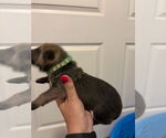 Small #6 American Pit Bull Terrier-German Shepherd Dog Mix