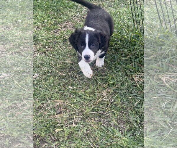 Medium Photo #1 Labrador Retriever-Unknown Mix Puppy For Sale in The Woodlands, TX, USA