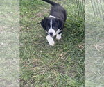 Small Labrador Retriever Mix