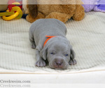 Puppy Ben AKC Weimaraner