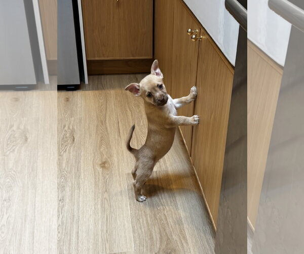 Medium Photo #3 Mutt Puppy For Sale in Bellevue, WA, USA