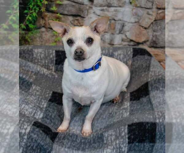 Medium Photo #3 Chihuahua-Unknown Mix Puppy For Sale in Kennesaw, GA, USA