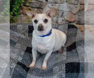 Chewy - Male Chihuahua-Unknown Mix Dog for Adoption - Photo #3
