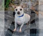 Small #2 Chihuahua Mix