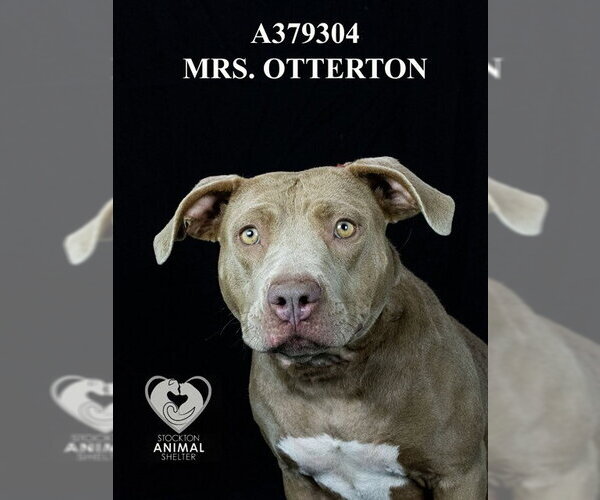 Medium Photo #2 Mutt Puppy For Sale in Stockton, CA, USA