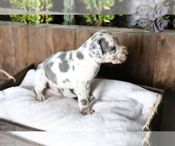 Medium Photo #4 Great Dane Puppy For Sale in GOSHEN, IN, USA