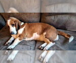 Small #2 Basset Hound