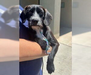 Mutt Dogs for adoption in Lodi, CA, USA