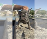 Puppy 5 French Bulldog