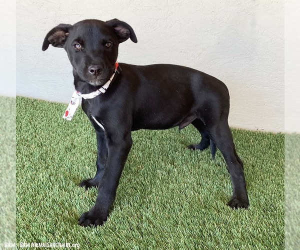 Medium Photo #2 Mutt Puppy For Sale in San Diego, CA, USA