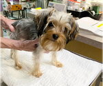 Small Mutt