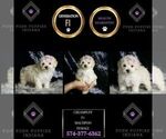 Small Photo #150 Maltipoo Puppy For Sale in WARSAW, IN, USA