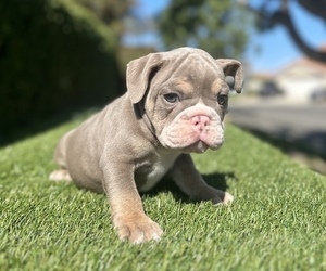 English Bulldog Puppy for sale in ATLANTA, GA, USA