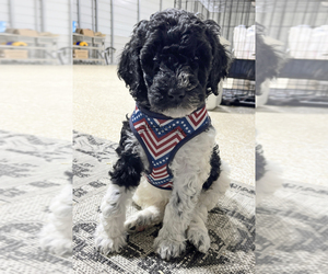 Poodle (Standard) Puppy for sale in SUFFOLK, VA, USA