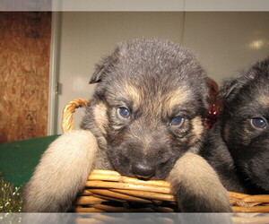 German Shepherd Dog Puppy for sale in KALAMAZOO, MI, USA