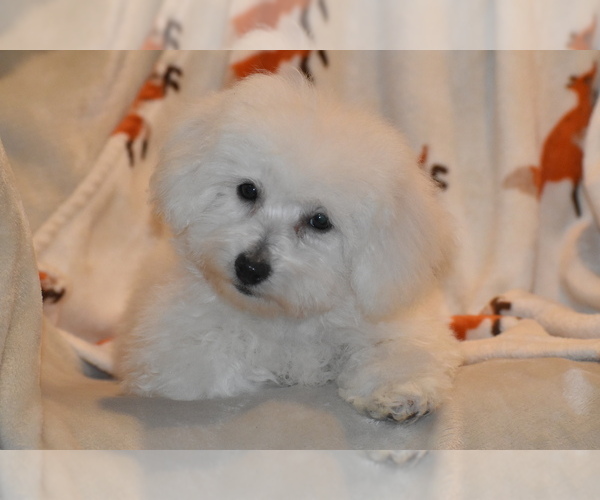 Medium Photo #2 Bichpoo Puppy For Sale in ELDORADO, OH, USA