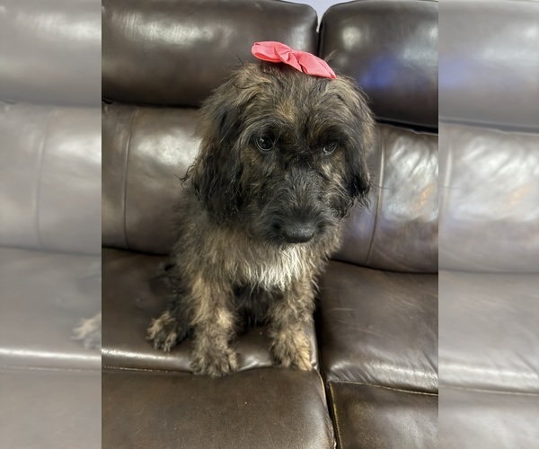 Medium Photo #3 Saint Berdoodle Puppy For Sale in DINWIDDIE, VA, USA