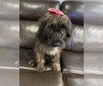 Small #2 Saint Berdoodle