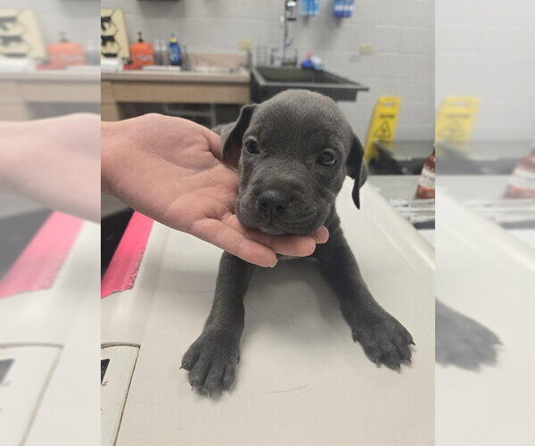 Medium Photo #1 American Pit Bull Terrier-Unknown Mix Puppy For Sale in Corpus Christi, TX, USA