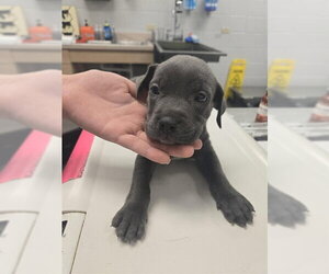 American Pit Bull Terrier-Unknown Mix Dogs for adoption in Corpus Christi, TX, USA