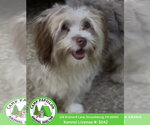Small #1 Havanese